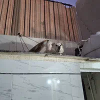 سگ پاکوتاه|سگ|بوئین زهرا, |دیوار