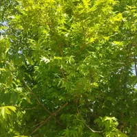 فروش باغ دونبش آزادراه اصفهان شیراز، مرکز شهر بیضا|فروش زمین و ملک کلنگی|شیراز, آزادی|دیوار