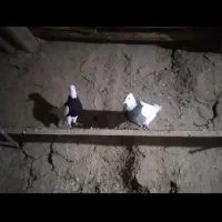 باسلام چند جفت طوق زوردار|پرنده|ماهیدشت, |دیوار