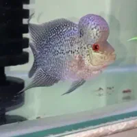 فلاور هورن