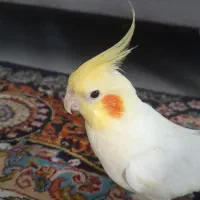 عروس هلندی سخنگو