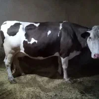 گاو نوین درجه یک