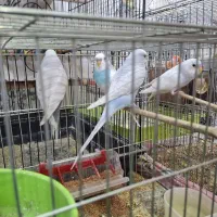 مرغ عشق بالغ وجوان ومست دو جفت بالغ هستن