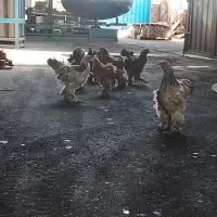 خروس ومرغ برهما