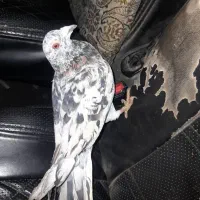 کبوتر پلاکی سرور