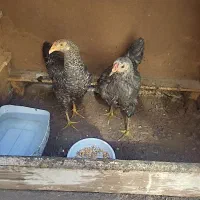 دوعدد جوجه مرغ یکی خروس ویکی مرغ