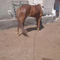 اسب یورقه