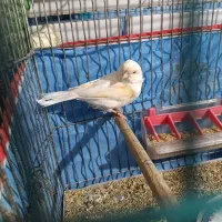 قناری ماده موزایکی آماده آماده|پرنده|شیراز, سیاه سنگ|دیوار