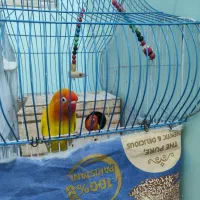 طوطی برزیلی نر و ماده