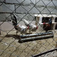 خروس گلین|حیوانات مزرعه|ابریشم, |دیوار