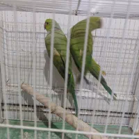 طوطی ملنگو|پرنده|چابهار, |دیوار