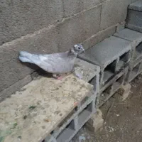کبوتر سالم  3عده