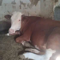 گاو سمینتال اصل