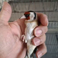 سهره حلب.چهارگل.شهرستانم قابل ارسال|پرنده|کرمانشاه, |دیوار