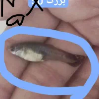 ۱۷ عدد ماهی آکواریومی گوپی|ماهی|ایذه, |دیوار