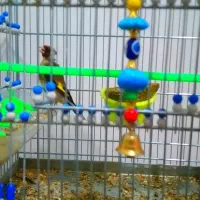 سهره چهار گل|پرنده|مشهد, کوی دروی|دیوار