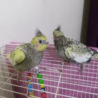 جوجه عروس هلندی