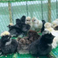 جوجه لهستانی ایام سمانی برهما|حیوانات مزرعه|رشت, گیل|دیوار