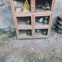 جفتگاه کبوتر