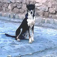 سگ خارجی