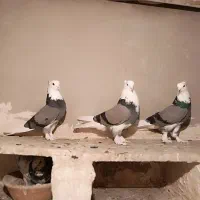 شازده سبز
