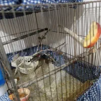 فنچ|پرنده|همدان, |دیوار