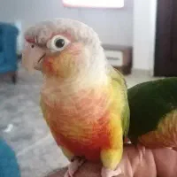 معاوضه گرینچیک