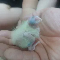 جوجه عروس هلندی ۳ روزه سرلاکی