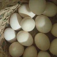 تخم مرغ گلین نطفه دار به شرط وبومی