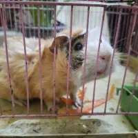 فروش خوکچه هندی|موش و خرگوش|شیراز, آزادگان|دیوار