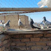 کفتر غریبه|حیوانات|مشهد, عامل|دیوار