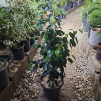 بنجامین سبز و ابلق|گل و گیاه طبیعی|فلاورجان, |دیوار