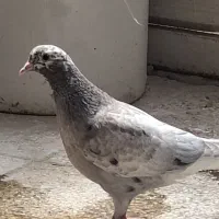 کبوتر