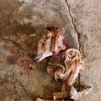کله پاچه قوچ فقط ۱میلیون ۳۰۰