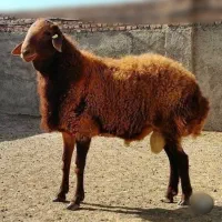 .گوسفند زنده اورگانیک.ب شرط نصفه.خونی|حیوانات مزرعه|مشهد, نوید|دیوار