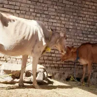 گاو جرسی با گوساله ماده جرسی اصل