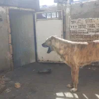 سگ گمشده|حیوانات|چناران, |دیوار