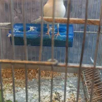 قناری نر|پرنده|وزینه, |دیوار