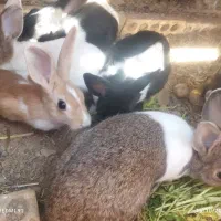 خرگوش|موش و خرگوش|فولادشهر, مسکن مهر فولادشهر|دیوار