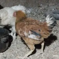 جوجه خروس دو رگه|حیوانات مزرعه|کرج, حیدرآباد|دیوار