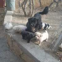 سگ پا کوتاه