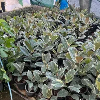 ۲۵۰ گلدان فیکوس ابلق عمده و تک