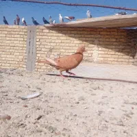 یه زرد ماده به شرط تخم و جوجه