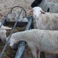 فروش بره نر لاکن و رومانوف|حیوانات مزرعه|مهریز, |دیوار