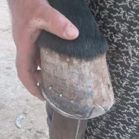 نعل بندی اسب .سرد و نعل داغ|اسب و تجهیزات اسبسواری|سنندج, |دیوار
