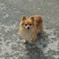 پامرین روباهی نر و 6 ماهه شناسنامه دار