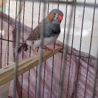 پرنده فنچ