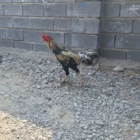 حیوانات مزرعه