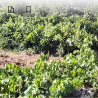 باغ-انگور-و5-درخت-گردو-زرد-الو-وگلابی-والوچه