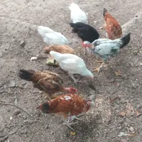 نمیچه مرغ و خروس گردن لختی 4 ماهه